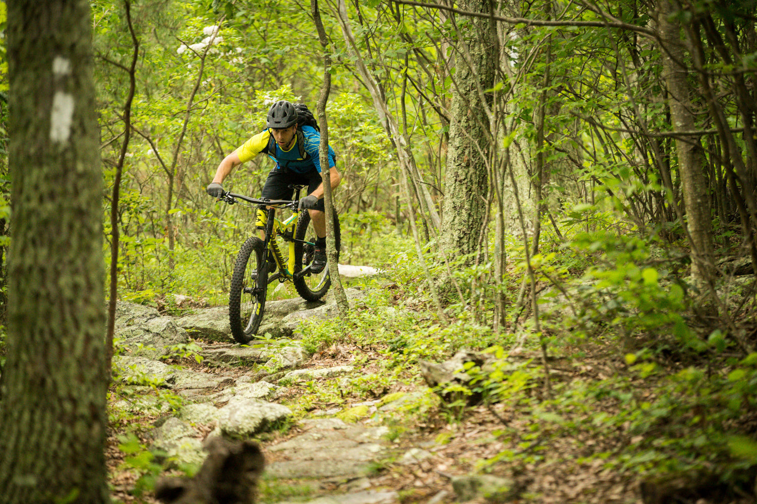 Cannondale mountain bikes at THAICANNASIA Bangkok